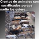 S.O.S. Por favor no compres animales, adopta y salva vidas - mejor precio | unprecio.es
