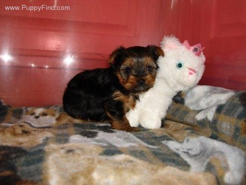 Vendo cachorritos de Yorkshire terrier toy muy bonitos y con excelente calidad de pelo por 150