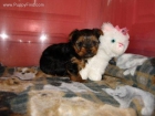 Vendo cachorritos de Yorkshire terrier toy muy bonitos y con excelente calidad de pelo por 150 - mejor precio | unprecio.es