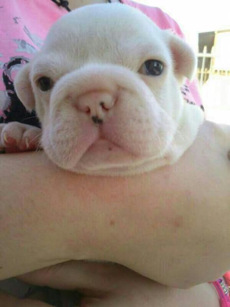 vendo dos preciosas hembras de bulldog frances