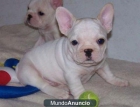 BULLDOG FRANCÉS PEDIGREE 100€ - mejor precio | unprecio.es