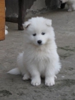 CACHORROS DE SAMOYEDO - mejor precio | unprecio.es