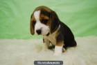 camada de beagle para entregarse en madrid - mejor precio | unprecio.es