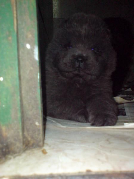 CHOW-CHOW CACHORRAS