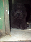CHOW-CHOW CACHORRAS - mejor precio | unprecio.es