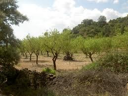 finca en Segorbe Castellon de unos 70.000 m3 con el agua de riego opcional