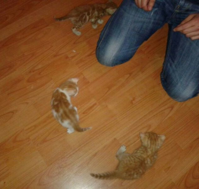 Kiara, Neli y LINA gatitas rubias adorables en adopción son de abril