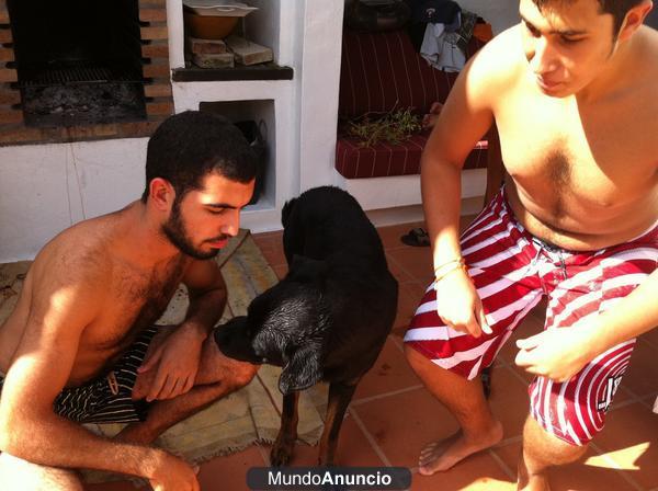 Pateando por las palmas (paseador de perros)