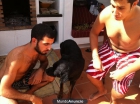 Pateando por las palmas (paseador de perros) - mejor precio | unprecio.es