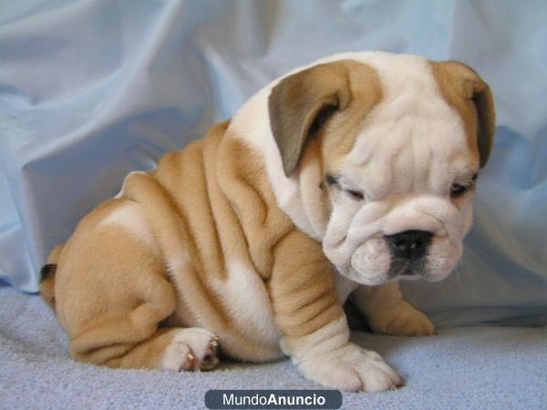 Perritos MUJERES Y HOMBRES CACHORROS BULLDOG INGLES UP FOR SALE - $ 100