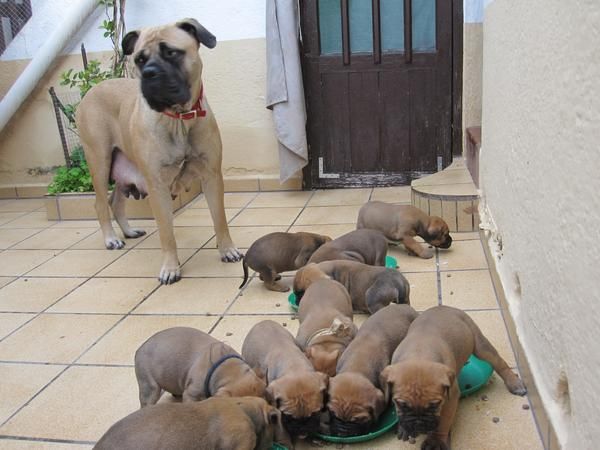 Vendo Bullmastiff (afijo rottweiler de Sau)