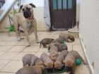 Vendo Bullmastiff (afijo rottweiler de Sau) - mejor precio | unprecio.es