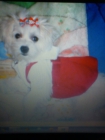 Vendo cachorros de bichon maltes PRECIOSOS!. Estas son las fotos de los papás. - mejor precio | unprecio.es
