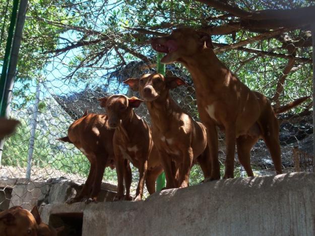 Venta Podenco Andaluz y Maneto