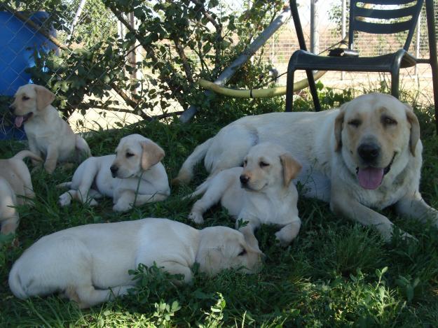 cachorritas de labrador