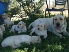 cachorritas de labrador - mejor precio | unprecio.es