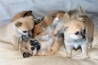 cachorro de chihuahua - mejor precio | unprecio.es