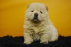 camada de chow chow, color blanco, alta calidad - mejor precio | unprecio.es