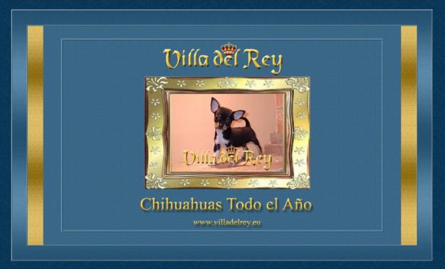 Chihuahuas todo el año