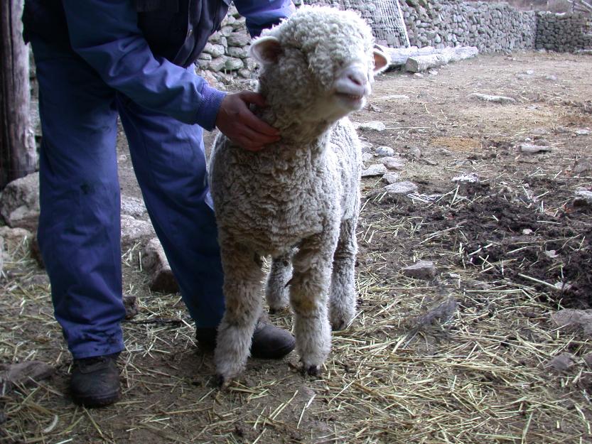 Corderos reproductures Merino Precoz PUROS