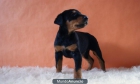 Doberman Preciosos Cachorretes Listos para Entregar - mejor precio | unprecio.es