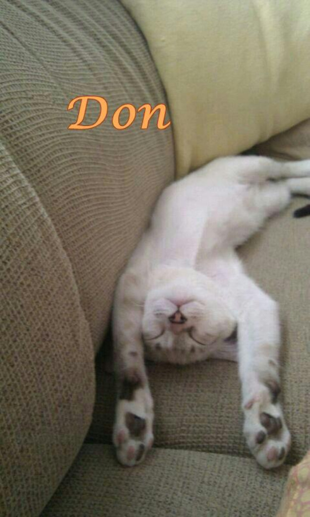 DON, gatito de 6 meses va a ir directo a la calle si no lo adoptan