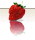FRESAS DE HUELVA CALIDAD EXTRA A 1,99€ KILO