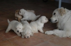 Golden Retriever nacionales pedigree de calidad - mejor precio | unprecio.es