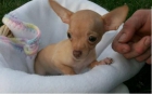 Lindo perrito chihuahua - mejor precio | unprecio.es