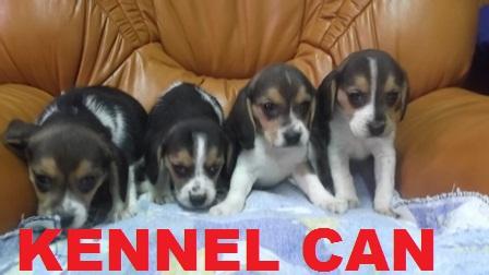 preciosos cachorros de beagle