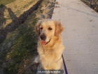Se vende Golden hembra 4 años canela preciosa adiestrada - mejor precio | unprecio.es