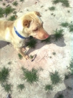 SHASHA - CACHORRO EN ADOPCION - mejor precio | unprecio.es