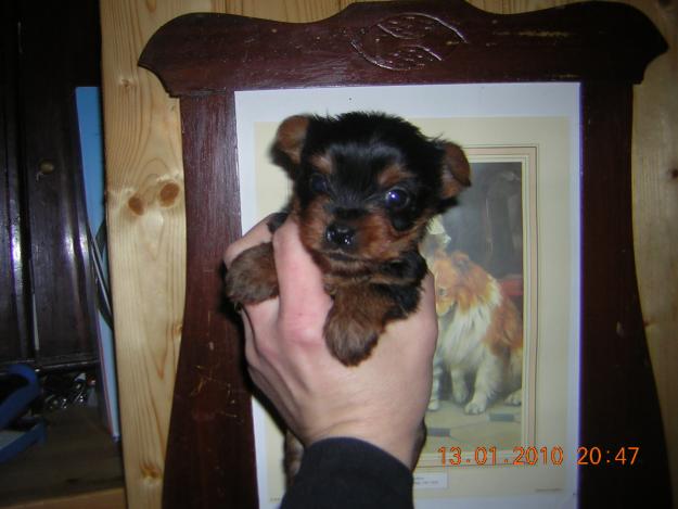 yorkshire toy
