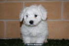 ¡Bichon Maltes, magnífica camada! - mejor precio | unprecio.es