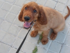 Cachorro Setter Irlandes - mejor precio | unprecio.es