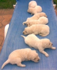 cachorros Golden Retriever - mejor precio | unprecio.es
