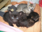 REGALO GATITOS DE 1 MES DE VIDA - mejor precio | unprecio.es