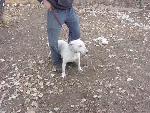 Tengo unos preciosos bull terrier cachorros