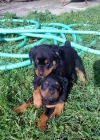 UNICA OFERTA DE ROTTWEILER DISPONIBLE SOLO UNA A BUEN PRECIO - mejor precio | unprecio.es