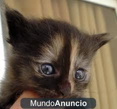 gatitos pequeños todo un regalo 680 16 11 15