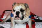 Busco Novia, soy un BULLDOG INGLES. - mejor precio | unprecio.es