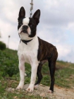 cachorritos Boston Terrier - mejor precio | unprecio.es