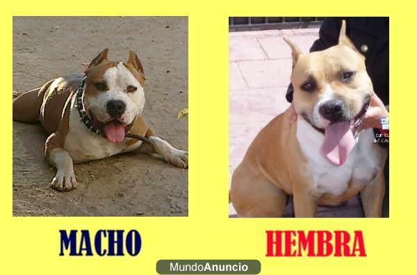 cachorros american staffordshire