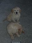 Cachorros de Golden Retriever - mejor precio | unprecio.es