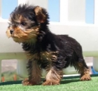 Cachorros de Yorkshire ¡garantia y seriedad! - mejor precio | unprecio.es