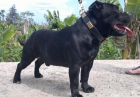 magnifico staffordshire bull terrier para montas - mejor precio | unprecio.es