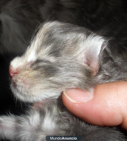 Maine Coon con pedigree