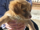 Se regala perrita - mejor precio | unprecio.es