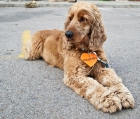 ulises, precioso cocker en adopción ! - mejor precio | unprecio.es