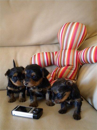 350 eur! YORKSHIRE MINI TOY CON PEDIGREE
